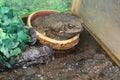Large toad Royalty Free Stock Photo