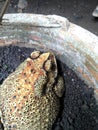 a big frog sitting on a plant pot Royalty Free Stock Photo