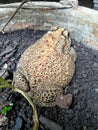a big frog sitting on a plant pot Royalty Free Stock Photo