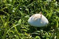 Large toadstool