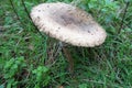 A Large Toadstool In Grass