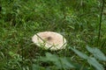 Large toadstool.