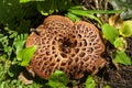 Large toadstool with interestingly textured mushroom&#s cap in grass