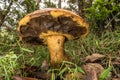 Large Toadstool