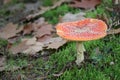 Large Toadstool in the Moss