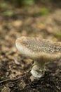 Large Toadstool Mushroom Forest Floor