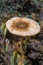 Large toadstool mushroom's head on thin leg in grass