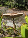Large toadstool mushroom's head on thin leg in grass