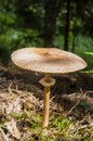 Large toadstool mushroom&#s head on thin leg near fern