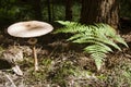 Large toadstool mushroom&#s head on thin leg near fern