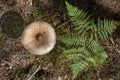 Large toadstool mushroom&#s head on thin leg near fern