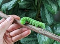 A large tobacco hornworm moth caterpillar on a stick.