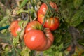 Large tomato growing on branch in the garden