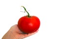 Large tomato on palm,