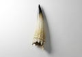A large, tooth-like sculpture hangs vertically on a white wall. It features a gradient from dark Royalty Free Stock Photo