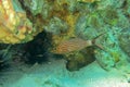 Large Toothed Cardinalfish underwater in the tropical coral reef of the Red Sea. Cheilodipterus Macrodon macro photography. Tiger