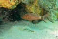 Large Toothed Cardinalfish underwater in the tropical coral reef of the Red Sea. Cheilodipterus Macrodon macro photography. Tiger