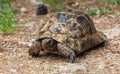Large tortoise on the ground. Royalty Free Stock Photo