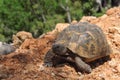 Large tortoise on the ground. Royalty Free Stock Photo