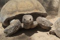 Large tortoise lat. Testudines with a huge bone carapace