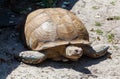 A large tortoise is laying on the ground in the sun Royalty Free Stock Photo