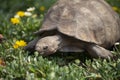 Large tortoise outdoors eating grass Royalty Free Stock Photo