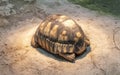 Large tortoise resting under warm light Royalty Free Stock Photo