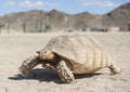Large tortoise walking in the desert Royalty Free Stock Photo