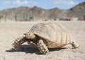 Large tortoise walking in the desert