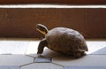 A large tortoise is walking in front of the house Royalty Free Stock Photo