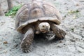 Large tortoise in the wild moves on dry land