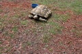 Large tortoise at a zoo Royalty Free Stock Photo