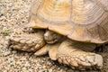 Large tortoises are sleeping