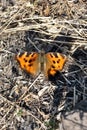 The large tortoiseshell or blackleg tortoiseshell Nymphalis polychloros sitting on gray grass Royalty Free Stock Photo