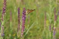 The large tortoiseshell or blackleg tortoiseshell Nymphalis polychloros  sitting on purple sage flower Royalty Free Stock Photo