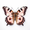 Large Tortoiseshell Butterfly Image On White Background