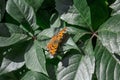 Large tortoiseshell butterfly on a leaf