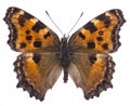 Large tortoiseshell butterfly