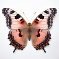 Large Tortoiseshell Butterfly Image On White Background