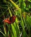 Large Tortoiseshell butterfly in sunlight with vibrant green background