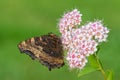 Large Tortoiseshell - Nymphalis polychloros Royalty Free Stock Photo