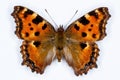 Large Tortoiseshell, Nymphalis polychloros butterfly