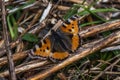Large tortoiseshell Nymphalis polychloros Royalty Free Stock Photo