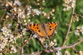 Large tortoiseshell Nymphalis polychloros Royalty Free Stock Photo