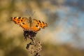 A large tortoiseshell, an orange butterfly