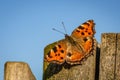 A large tortoiseshell, an orange butterfly on wood