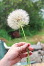 A large tragopogon held in a hand