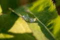 Large transparent drops of morning dew on grass in summer close-up Royalty Free Stock Photo