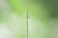 Large transparent drops of morning dew on grass in summer close-up Royalty Free Stock Photo