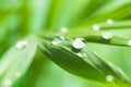 Large transparent drops of water on green leaf